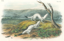 Load image into Gallery viewer, Audubon, John James “Little Nimble Weasel.” Plate 140.
