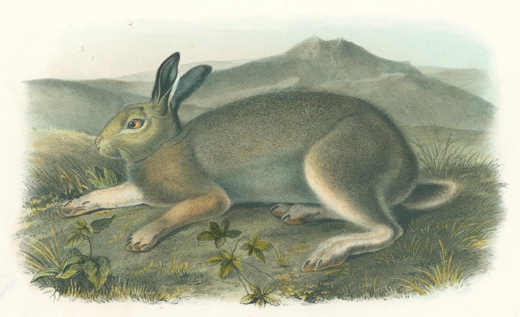 Audubon, John James “Polar Hare.” Plate 32.