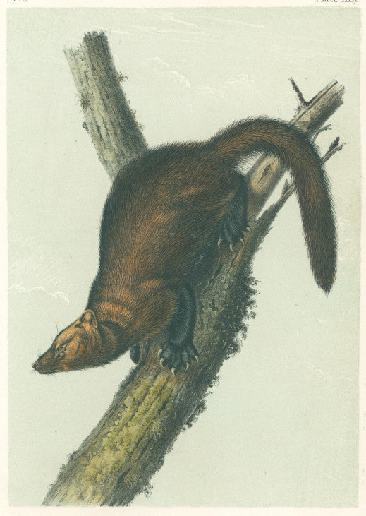 Audubon, John James “Pennant’s Marten or Fisher.” Plate 41.