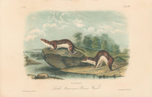 Load image into Gallery viewer, Audubon, John James “Little American Brown Weasel.” Plate 64.
