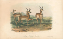 Load image into Gallery viewer, Audubon, John James “Prong-Horned Antelope.” Plate 77.
