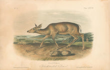 Load image into Gallery viewer, Audubon, John James “Black Tailed Deer.” Plate 78.
