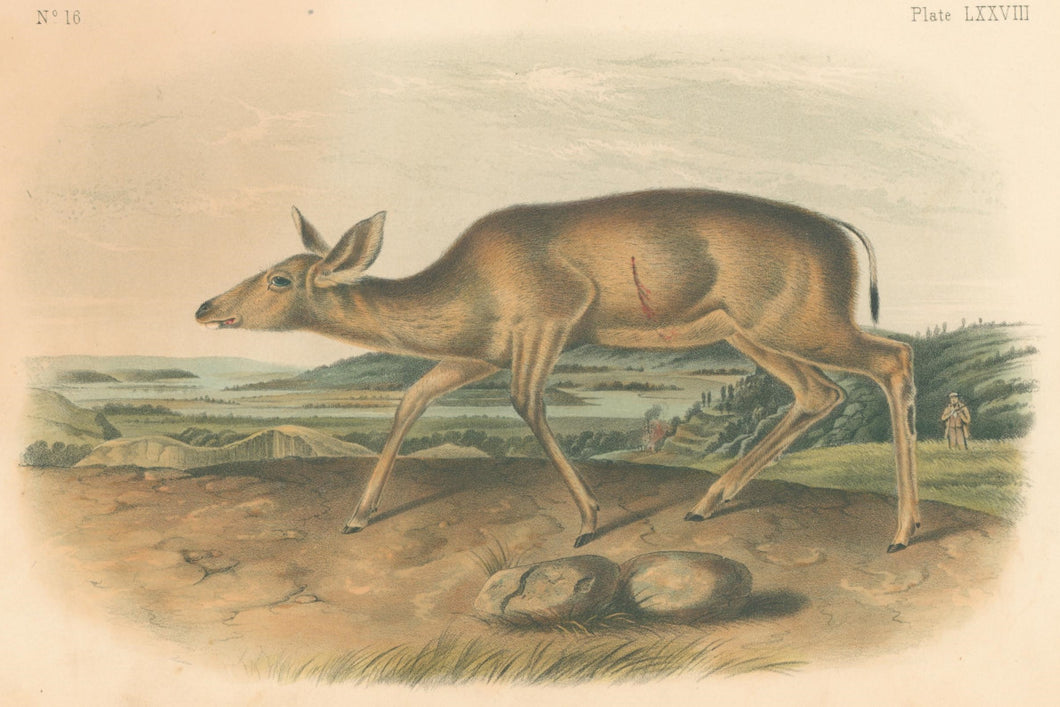 Audubon, John James “Black Tailed Deer.” Plate 78.