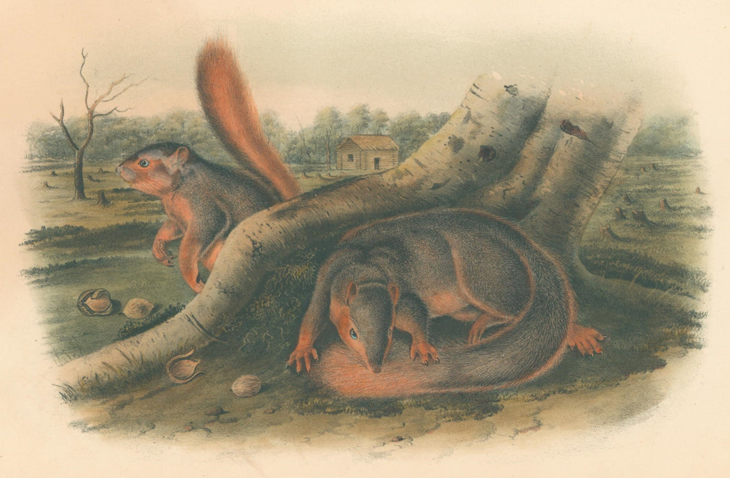 Audubon, John James “Say’s Squirrel.” Plate 89.