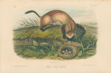 Load image into Gallery viewer, Audubon, John James “Black Footed Ferret.” Plate 93.
