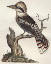 Load image into Gallery viewer, Edwards, Sydenham  &quot;Great Brown Kings Fisher.&quot; [Kookaburra]
