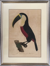 Load image into Gallery viewer, Barraband, Jacques  “Le Grand Toucan du Bresil no. 7”
