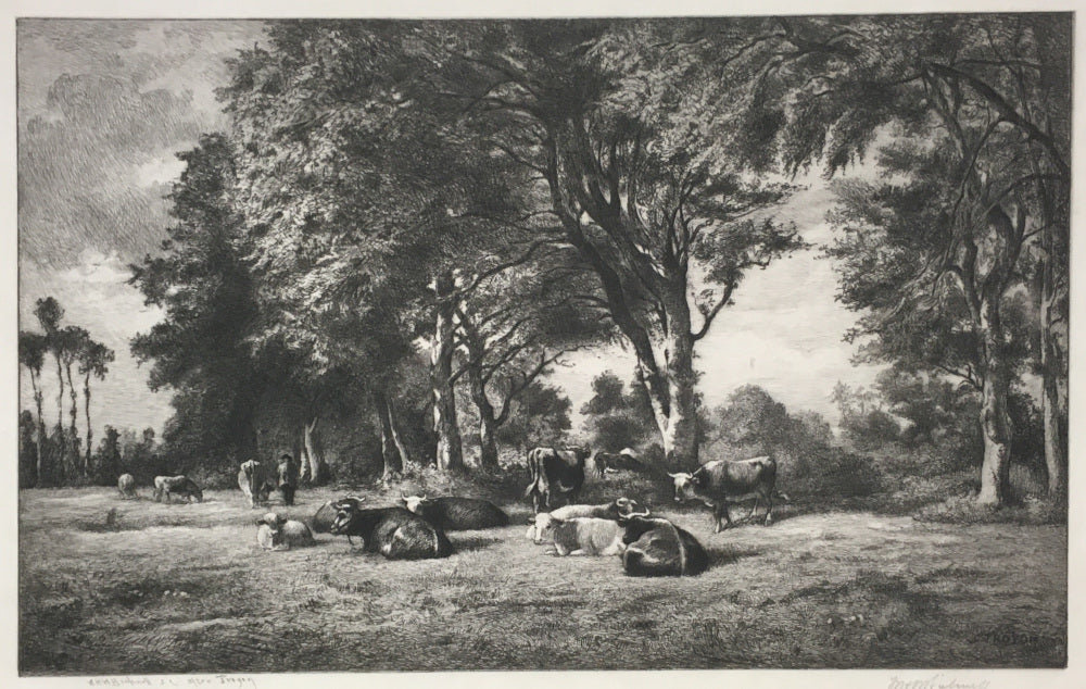 Bicknell, W.H.W. [Cattle at rest near a glade]
