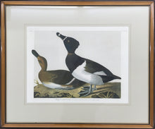 Load image into Gallery viewer, Audubon, John James &quot;Ring-necked Duck&quot; Plate 398
