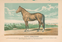 Load image into Gallery viewer, Unattributed &quot;Black&#39;s Hambletonian&quot;
