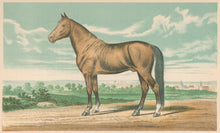 Load image into Gallery viewer, Unattributed &quot;Black&#39;s Hambletonian&quot;
