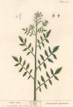 Load image into Gallery viewer, Blackwell, Elizabeth “Water-Cress” Plate 260
