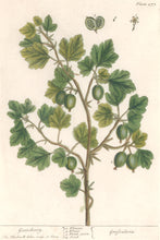 Load image into Gallery viewer, Blackwell, Elizabeth “Gooseberry” Plate 277
