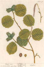 Load image into Gallery viewer, Blackwell, Elizabeth “Hazel-nut” Plate 293
