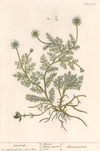 Load image into Gallery viewer, Blackwell, Elizabeth “Camomile” Plate 298
