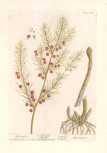 Load image into Gallery viewer, Blackwell, Elizabeth “Asparagus” Plate 332
