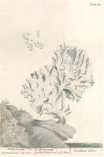 Load image into Gallery viewer, Blackwell, Elizabeth “White Coral” Plate 343
