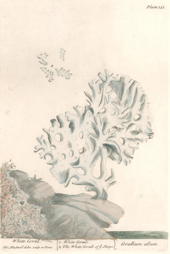 Blackwell, Elizabeth “White Coral” Plate 343