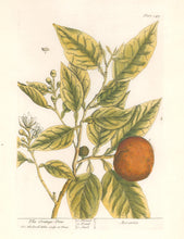 Load image into Gallery viewer, Blackwell, Elizabeth “The Orange-Tree” Plate 349
