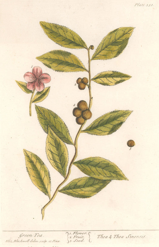 Blackwell, Elizabeth “Green Tea” Plate 351
