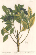 Load image into Gallery viewer, Blackwell, Elizabeth “Jamaica Pepper” Plate 355
