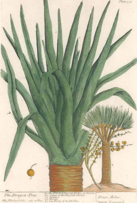 Blackwell, Elizabeth “The Dragon-Tree” (Yucca draconis) Plate 358