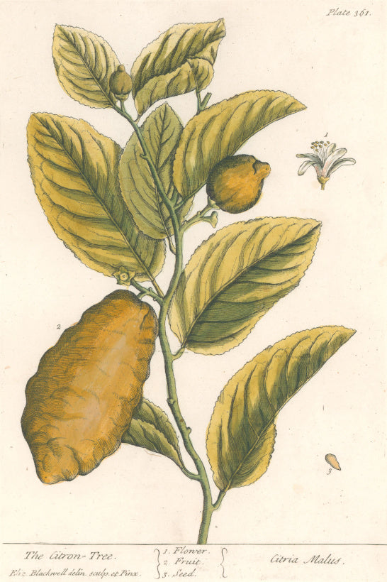 Blackwell, Elizabeth “The Citron-Tree”  Plate 361