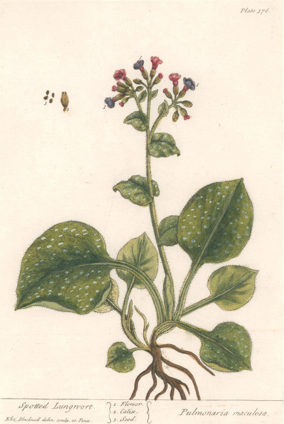 Blackwell, Elizabeth “Spotted Lungwort” Plate 376