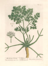 Load image into Gallery viewer, Blackwell, Elizabeth “Macedonian Parsley” Plate 382
