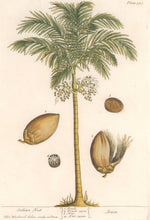 Load image into Gallery viewer, Blackwell, Elizabeth “Indian Nut”  (Nutmeg)  Plate 387
