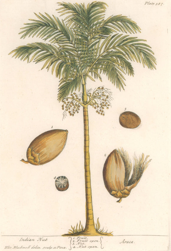 Blackwell, Elizabeth “Indian Nut”  (Nutmeg)  Plate 387