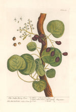 Load image into Gallery viewer, Blackwell, Elizabeth “The India Berry Tree” Plate 389

