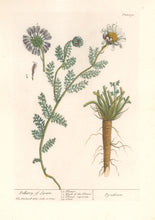 Load image into Gallery viewer, Blackwell, Elizabeth “Pellitory of Spain”  Plate 390
