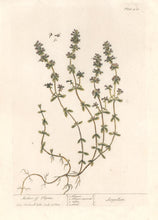 Load image into Gallery viewer, Blackwell, Elizabeth “Mother of Thyme” Plate 418
