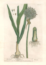 Load image into Gallery viewer, Blackwell, Elizabeth &quot;The Leek&quot;  Plate 421
