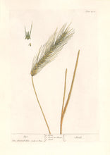 Load image into Gallery viewer, Blackwell, Elizabeth “Rye” Plate 424

