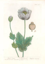 Load image into Gallery viewer, Blackwell, Elizabeth  &quot;Black Poppy&quot; Plate 482
