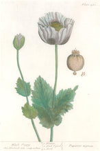 Load image into Gallery viewer, Blackwell, Elizabeth  &quot;Black Poppy&quot; Plate 482

