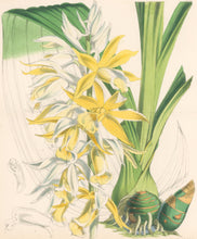 Load image into Gallery viewer, Fitch, W.H.  &quot;Yellow swamp orchid.&quot; Pl. 6052 From J. D. Hooker’s &quot;Curtis’s Botanical Magazine&quot;
