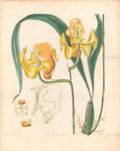 Load image into Gallery viewer, W.J.H. “Gongora Speciosa. Large Yellow-flowered Gongora.” Pl. 2755. From &quot;The Botanical Magazine&quot;
