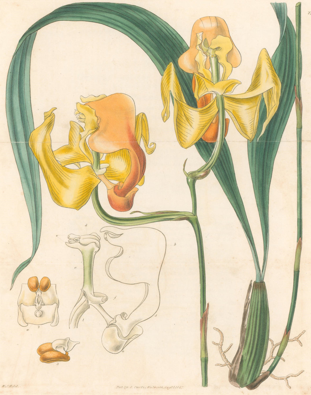 W.J.H. “Gongora Speciosa. Large Yellow-flowered Gongora.” Pl. 2755. From 