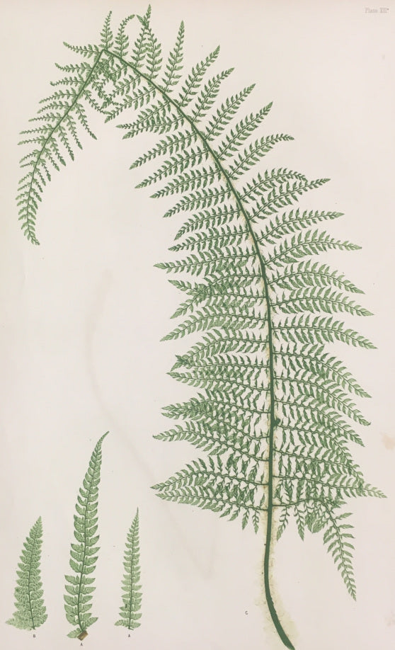 Bradbury, Henry  “Plystichum angular subripinnatum…” Plate 13.