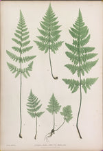 Load image into Gallery viewer, Bradbury, Henry  “A.B. Lastrea dilatata collina…” Plate 26.
