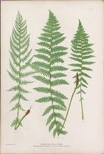 Load image into Gallery viewer, Bradbury, Henry  “Athyrium Filix-foemina rhaeticum…” Plate 31.
