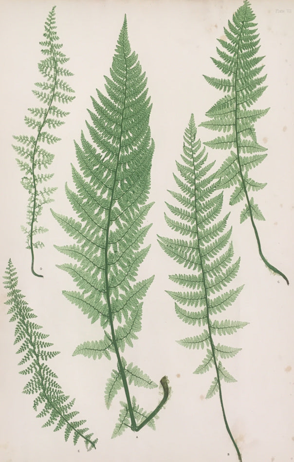 Bradbury, Henry  “Polypodium alpestre.” Pl. 7.
