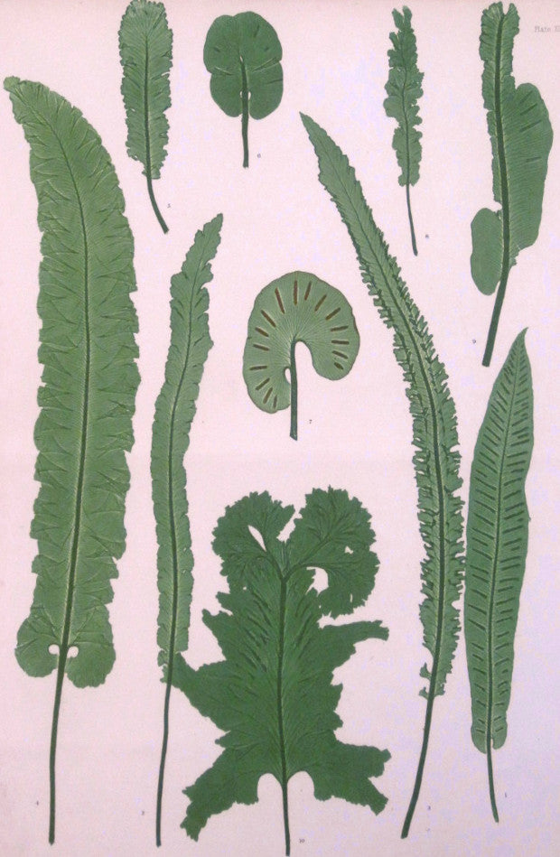 Bradbury, Henry  “Scolopendrium vulgare.” Plate 42.