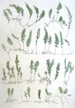 Load image into Gallery viewer, Bradbury, Henry  “Hymenphyllum tunbridgense…” Plate 49.
