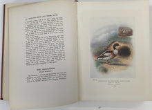 Load image into Gallery viewer, Thomson, Arthur Landsborough. &quot;Britain&#39;s Birds and Their Nests&quot;
