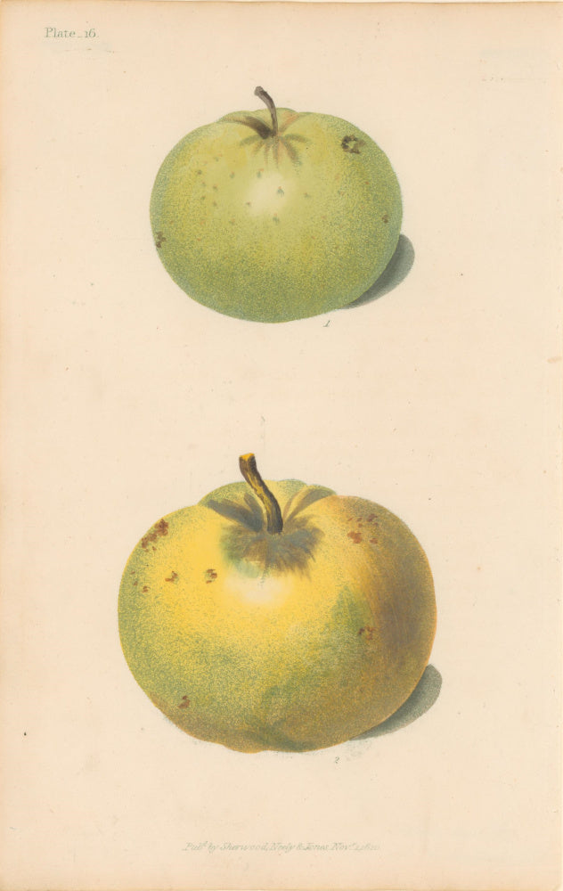 Brookshaw, George  Plate 16.  [Apples].  From 