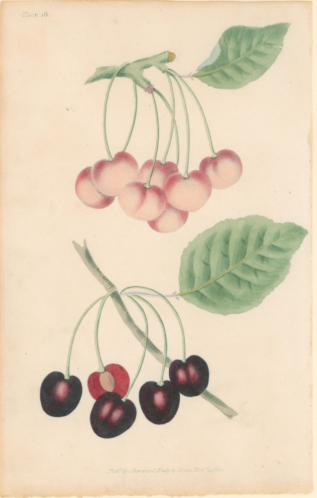 Brookshaw, George  Plate 18.  [Cherries].  From 